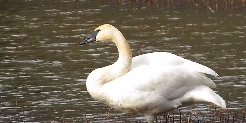 Dredge Lake Bird Walk