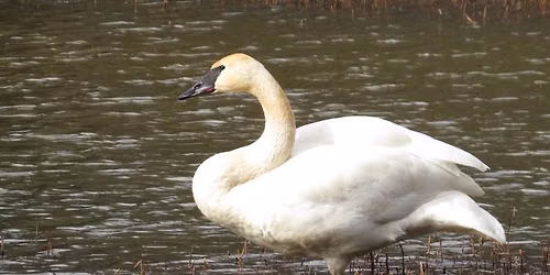 Dredge Lakes Bird Walk