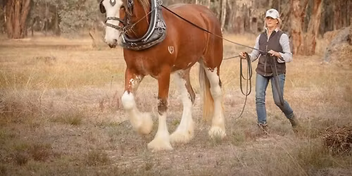 Benalla Heavy Horse Driving Day