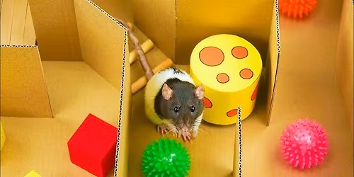 A-MAZE-ing Rat: Level 2