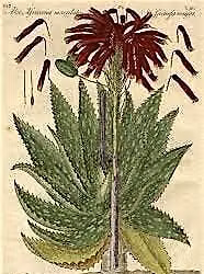 Knowing Plants