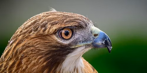 June Program - Bird Photography