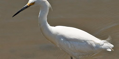 Fall Baylands Bioblitz with Environmental Volunteers (2026)