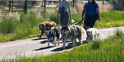 Paws & Petals - Community Dog Walking Event