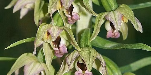Guided Orchid Walk with Russ Hedley