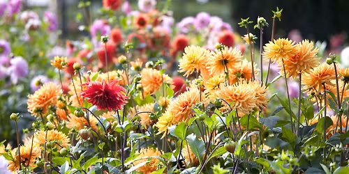 Filby Christmas Fayre 2025