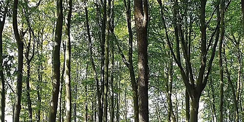 SACRED SUMMER PAUSE - A Mindful Day Retreat in Totnes