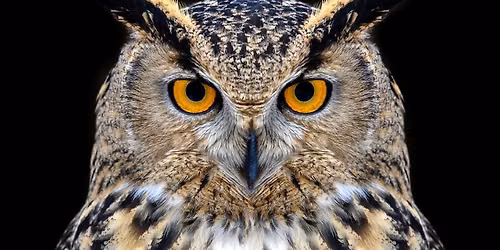 Owl Prowl