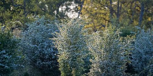 Rewilding the Lowlands: Lessons from Knepp and Beyond