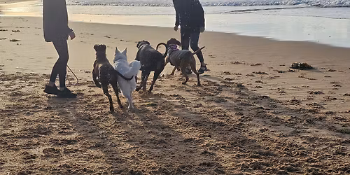 North Shelly Fortnightly Beach Romp 7:30am