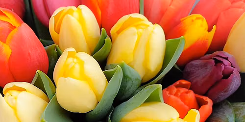 Mother's Day Craft & Vendor Fair