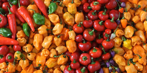 August Pickling and Fermentation Club