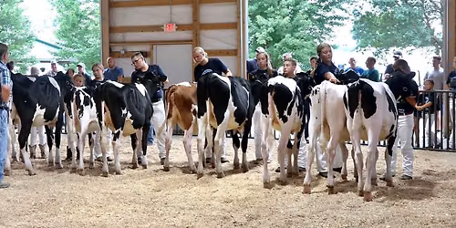 Nicollet County 4-H Dairy Show