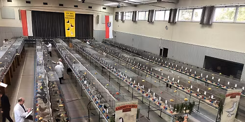 Hauptsonderschau des SV der Lahoretaubenz\u00fcchter