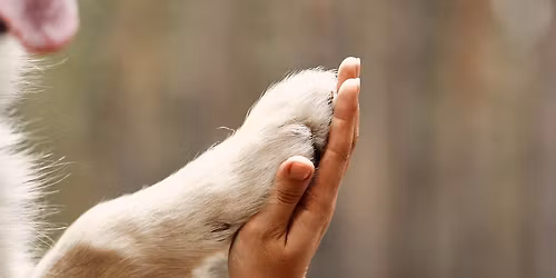 Tanec S VLASTN\u00cdM ZV\u00cd\u0158EC\u00cdM PR\u016eVODCEM PRO ROK 2026 s Michaelou Petersen