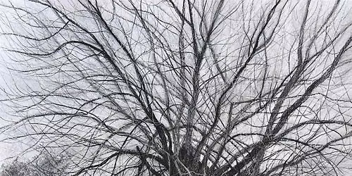 Stories from the Black Poplars