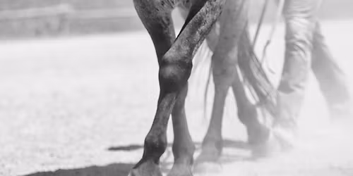 Stage Longues r\u00eanes et travail \u00e0 l\u2019\u00e9paule chez Ethic Horse Development