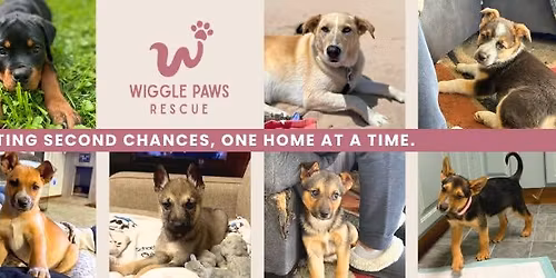 Shine Bright, Do Good - Kendra Scott and Wiggle Paws Rescue Collaboration