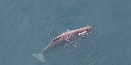 Whales off North Carolina