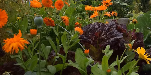 Introduction to Growing Your Own Food - Morning Course