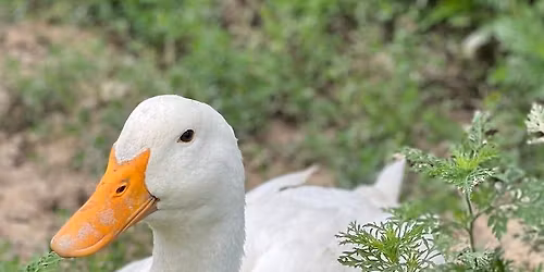 October 24th 2026 Open Barn Day