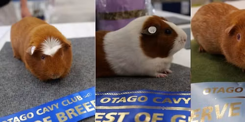 Guinea Pig Show - Dunedin 