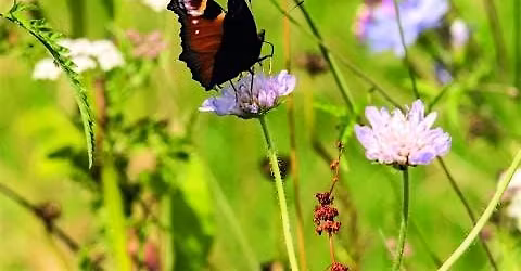 Family Butterfly & Moth Walk at Lorton Meadows