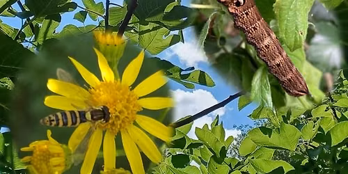 Tricheries, mensonges et d\u00e9guisements dans la Nature