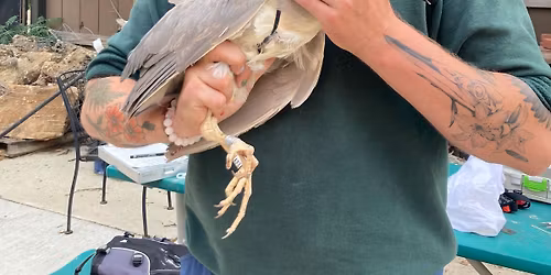 History & Conservation of Black-crowned Night Herons in Chicago's Lincoln Park with Henry Adams