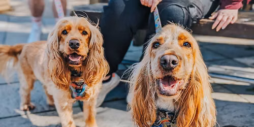  Cardiff - All Paws Pup Up Cafe \u2600\ufe0f