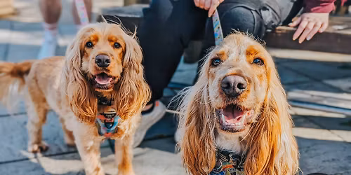 Cardiff - All Paws Pup Up Cafe \u2600\ufe0f