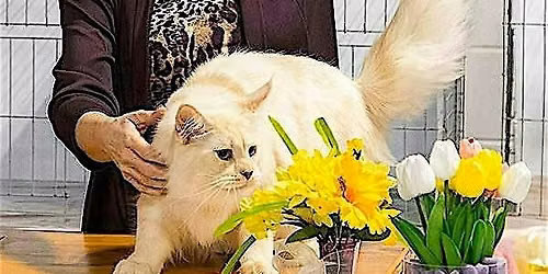 Cat Show