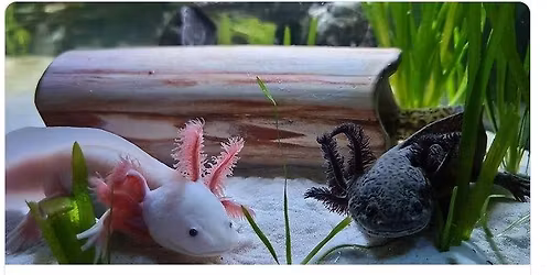 Create an Axolotl Stuffy