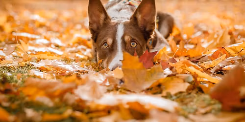 Collie - Play Session - Llangefni