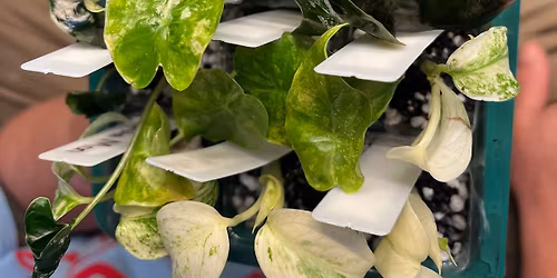 Tissue culture workshop