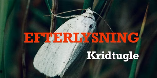 \ud83d\udca1EFTERLYSNING \ud83d\udd0eKRIDTUGLE \ud83d\udc40