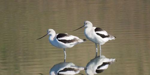 Birding the Palo Alto Baylands and Charleston Slough
