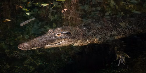 Breakfast Series: Reptile House