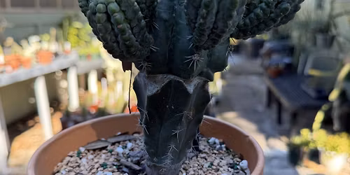 Garden Talk Intro to Succulent Gardening and Garden Class Grafting Cacti