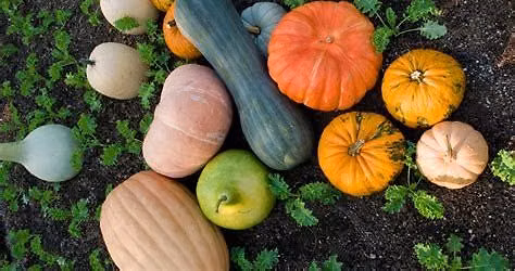 Sketch De Pere October  Fall Harvest