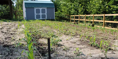 Pepper Harvesting in the Farmette: September 9