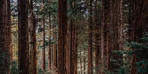 Our Atlantic Roots - Live in Launceston \ud83c\udfb6 