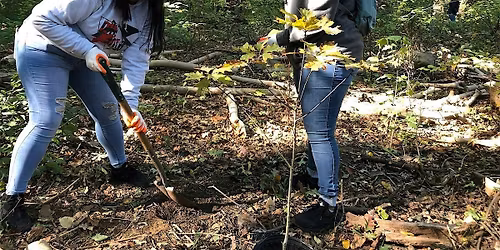 Forest Park, Queens tree planting