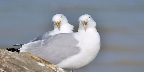 Singulls (Ages 8+ and Adults 18+)