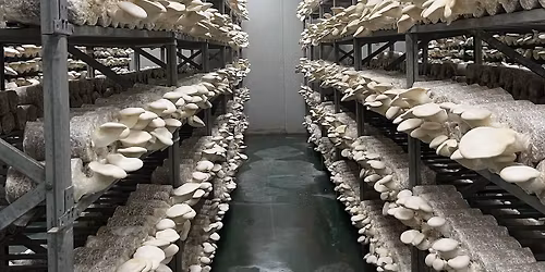 India Mushroom Summit\u201925