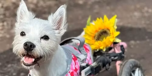 Pumpkin & Friends Charity Pub Quiz