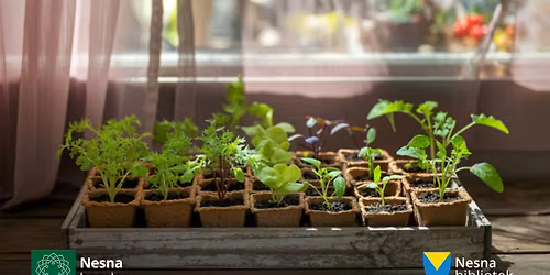 Fr\u00f8 og stiklinger: Start v\u00e5ren i vinduskarmen