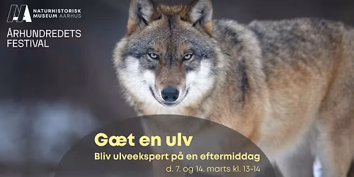 G\u00e6t en ulv \u2013 Bliv ulveekspert p\u00e5 en eftermiddag