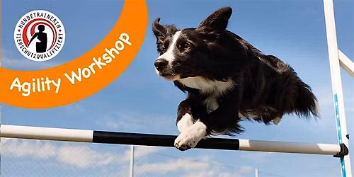 5-teiliger Agility Workshop