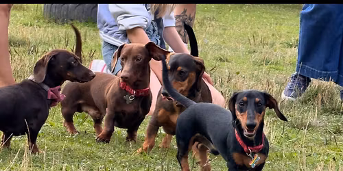 Dachshund September Meet!